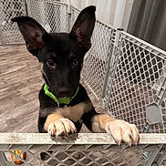 Nahla is registered to the contest to win money with this photo: animal, baby_gate, barrier, black_and_tan, curtains, cute, dog, ears, fence, floor, flooring, green_collar, home, indoor, looking, paws, pet, playful, puppy, young