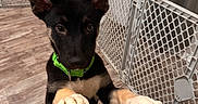 Nahla joined the competition — help win amazing prizes! alert, black_dog, curtains, cute, dog, domestic_animal, ears_up, fence, green_collar, home, indoor, looking_up, pet, pet_containment, pet_toy, playpen, puppy, tan_paws, wooden_floor, young_dog