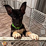 alert, black_dog, curtains, cute, dog, domestic_animal, ears_up, fence, green_collar, home, indoor, looking_up, pet, pet_containment, pet_toy, playpen, puppy, tan_paws, wooden_floor, young_dog