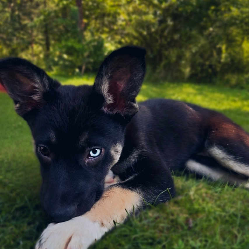 Nahla