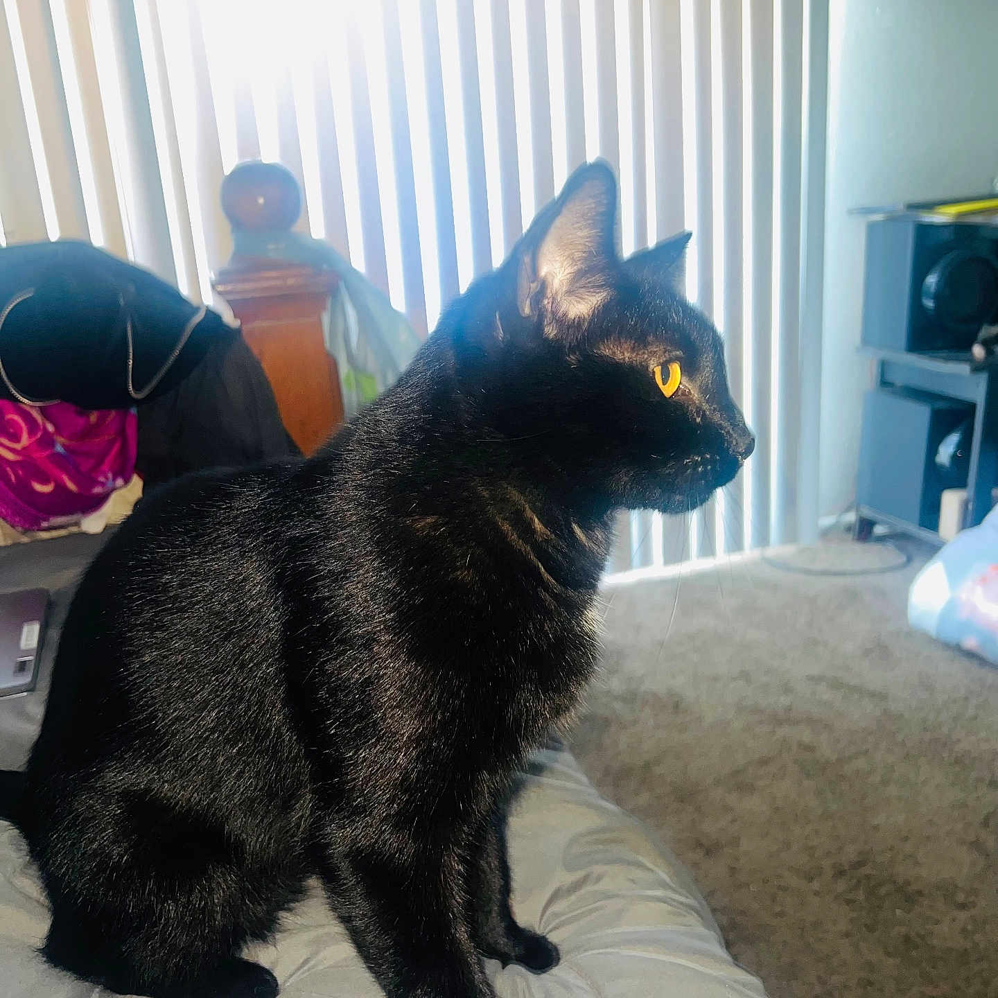Binks joined the competition — help win amazing prizes! adult, animal, bed, bedroom, blackcat, cat, couch, cushion, electronics, furniture, homedecor, indoors, kitten, male, man, manx, person, pet, room, speaker