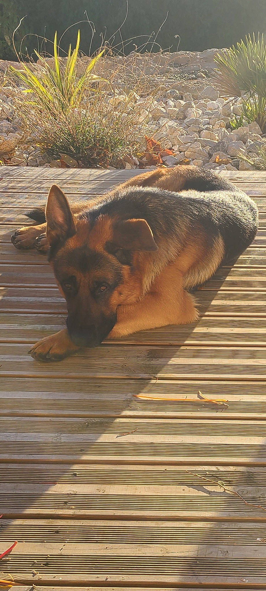 Spritz a rejoint le concours — aidez-le/la à gagner de superbes lots ! canidae, carnivore, companion_dog, dog, dog_breed, fawn, flooring, german_shepherd_dog, hardwood, herding_dog, king_shepherd, old_german_shepherd_dog, plant, snout, sporting_group, terrestrial_animal, wildlife, wood, working_animal, working_dog