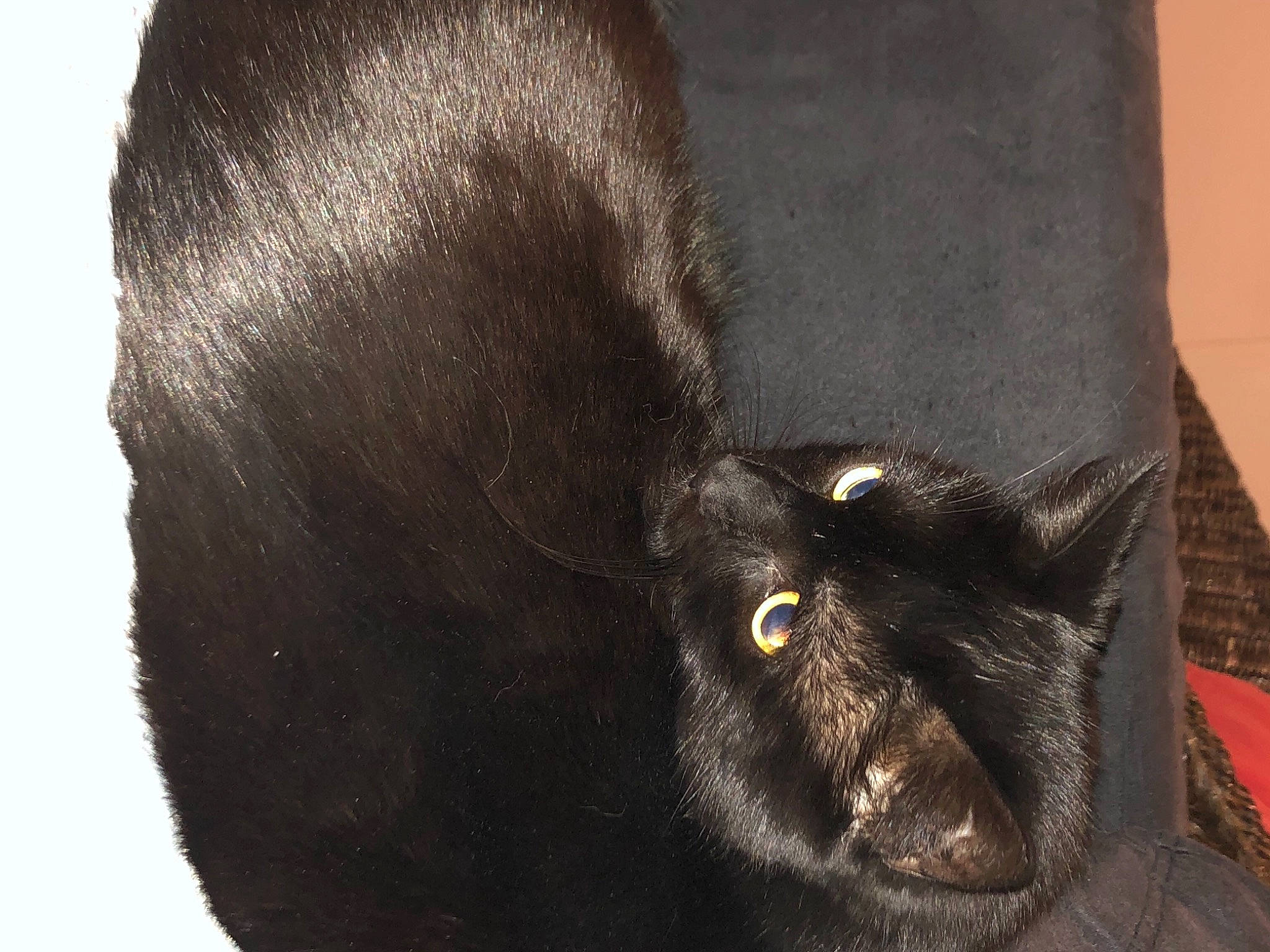 Homaley participe au concours pour gagner de l'argent avec cette photo : black_cat, bombay, carnivore, cat, claw, domestic_short_haired_cat, felidae, fur, liver, small_to_medium_sized_cats, snout, tail, terrestrial_animal, whiskers