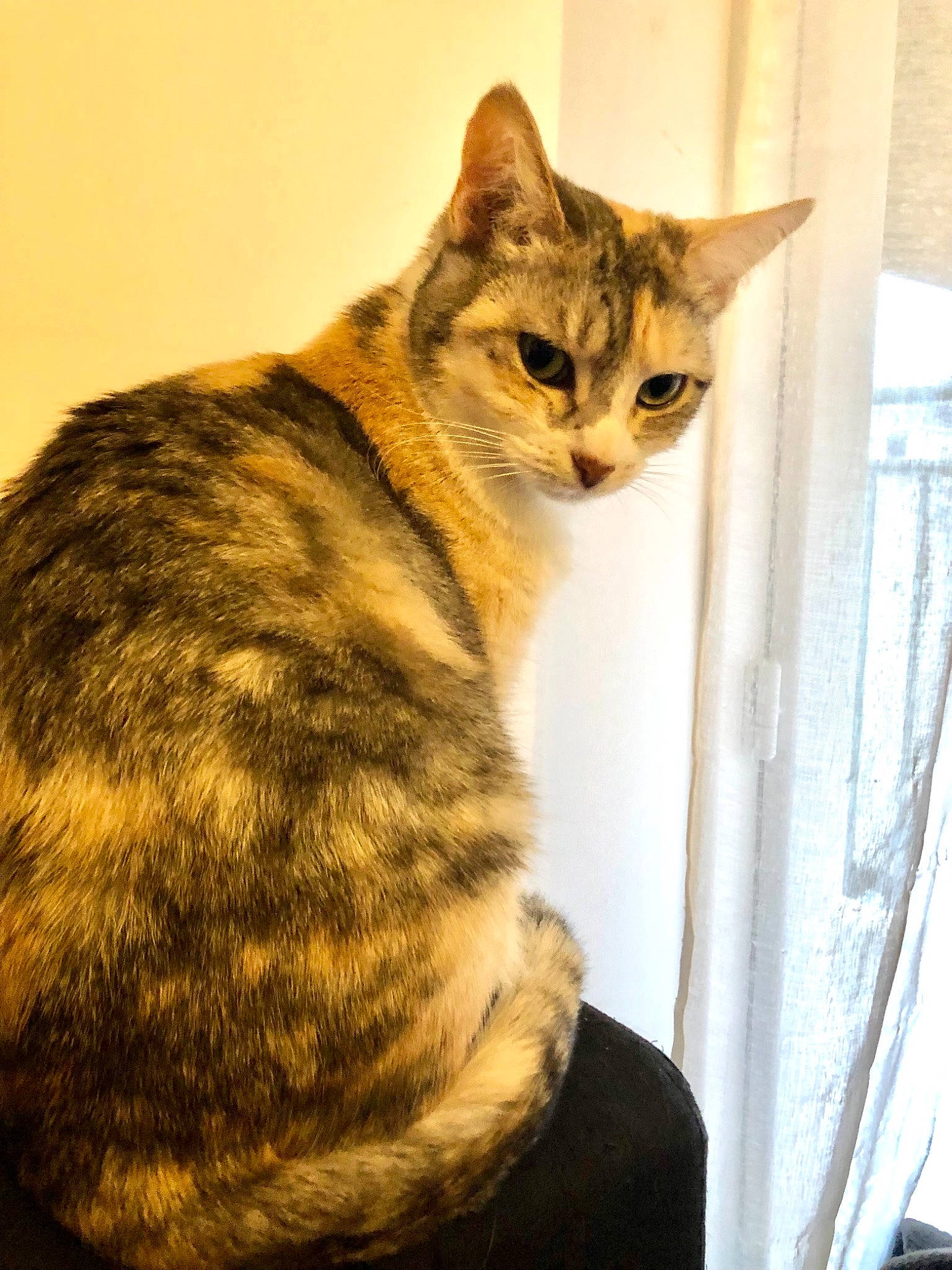 Nell a rejoint le concours — aidez-le/la à gagner de superbes lots ! carnivore, cat, domestic_short_haired_cat, eye, fawn, felidae, fur, head, iris, paw, sitting, small_to_medium_sized_cats, snout, tail, terrestrial_animal, whiskers, wildlife, wood