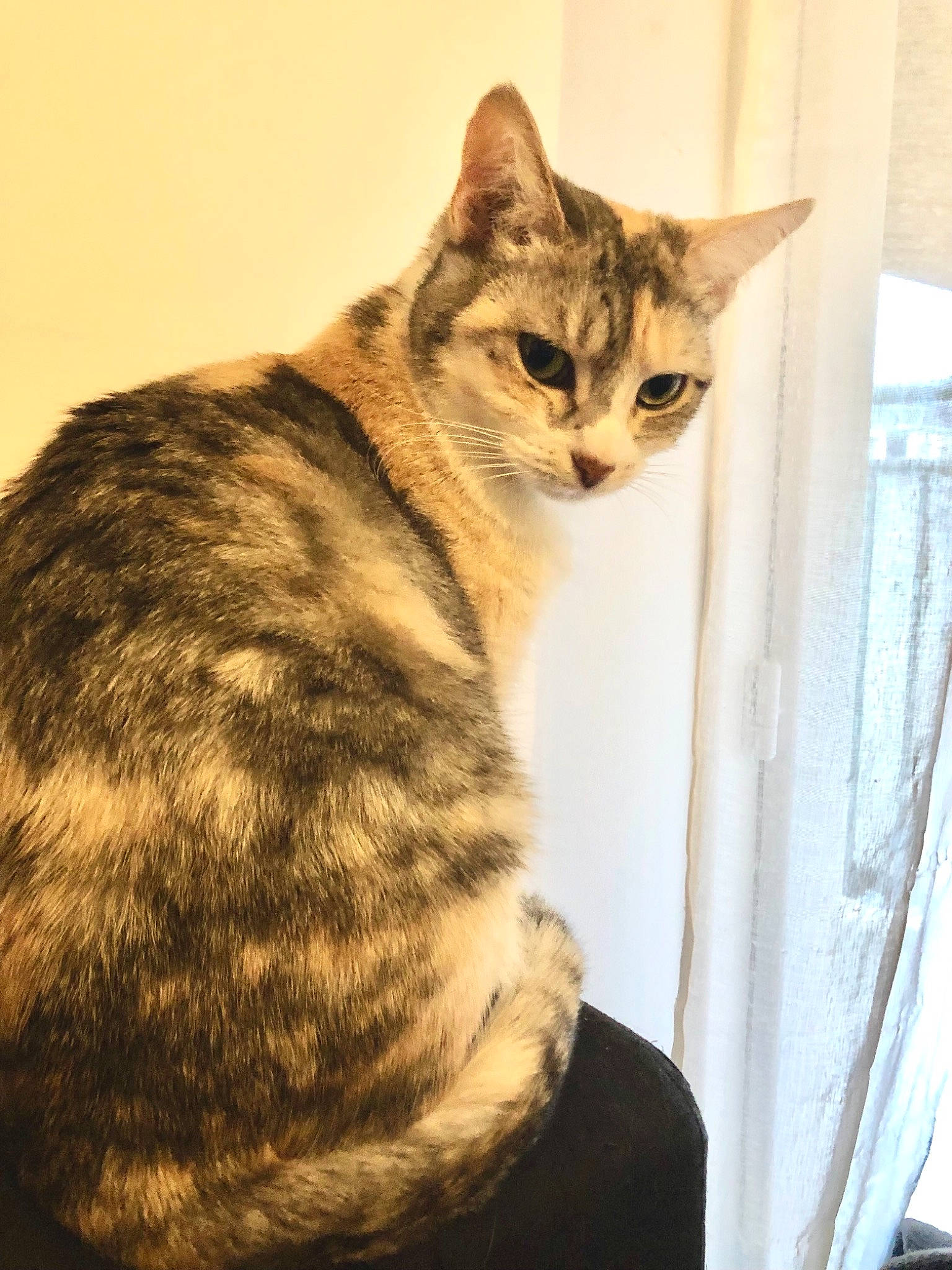 Nell participe au concours pour gagner de l'argent avec cette photo : carnivore, cat, domestic_short_haired_cat, eye, fawn, felidae, fur, head, iris, paw, sitting, small_to_medium_sized_cats, snout, tail, terrestrial_animal, whiskers, wildlife, wood