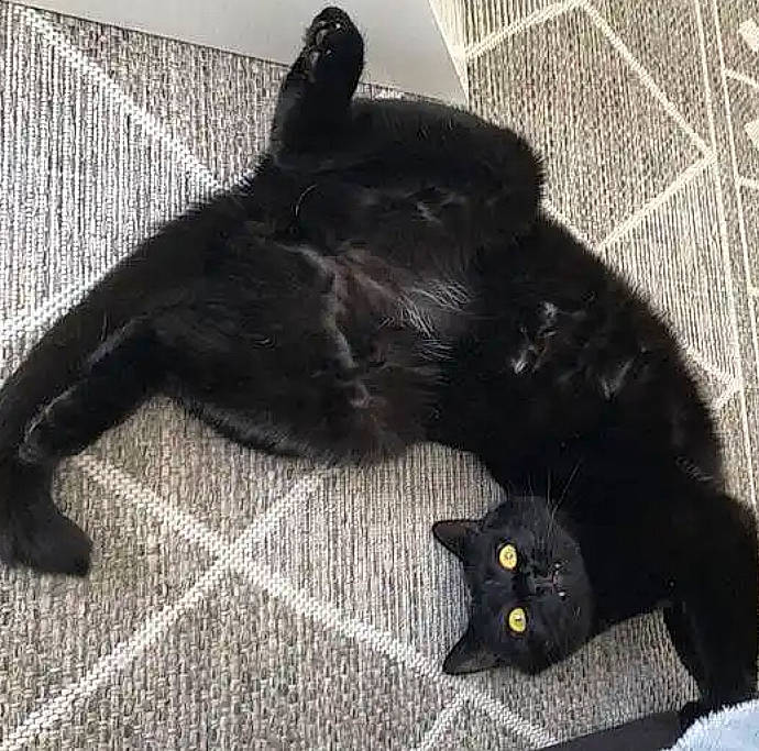 Homaley a rejoint le concours — aidez-le/la à gagner de superbes lots ! black_cat, bombay, canidae, carnivore, cat, claw, comfort, dog_breed, domestic_short_haired_cat, felidae, flooring, fur, grey, mammal, paw, small_to_medium_sized_cats, tail, terrestrial_animal, vertebrate, whiskers