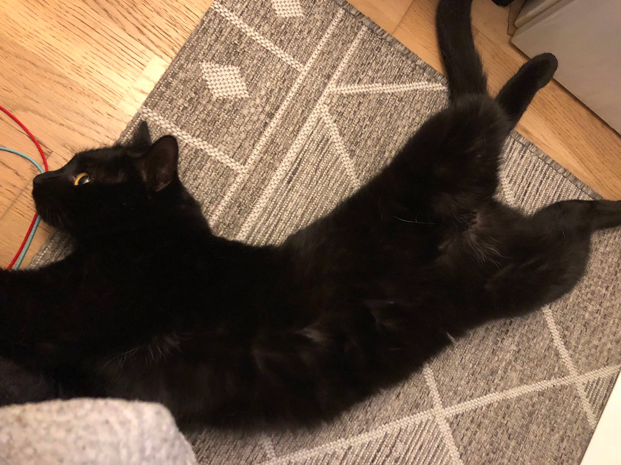 Homaley participe au concours pour gagner de l'argent avec cette photo : black_cat, bombay, carnivore, cat, claw, comfort, dog_breed, domestic_short_haired_cat, felidae, flooring, fur, grey, shadow, small_to_medium_sized_cats, snout, tail, terrestrial_animal, tints_and_shades, whiskers, wood