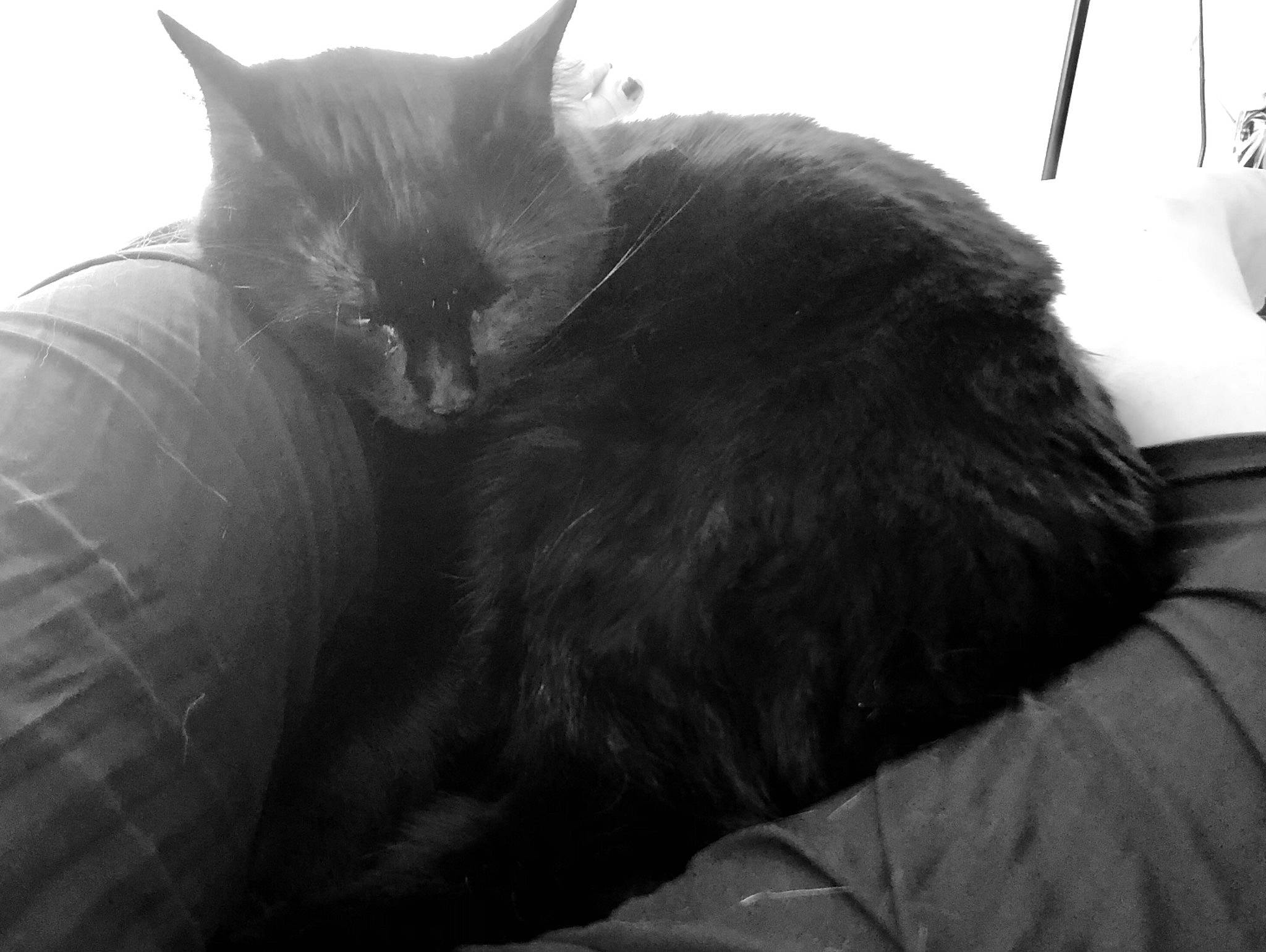 Homaley a rejoint le concours — aidez-le/la à gagner de superbes lots ! black_cat, carnivore, cat, comfort, domestic_short_haired_cat, felidae, fur, gesture, grey, human_leg, monochrome, monochrome_photography, nap, paw, sitting, small_to_medium_sized_cats, snout, tail, whiskers, white