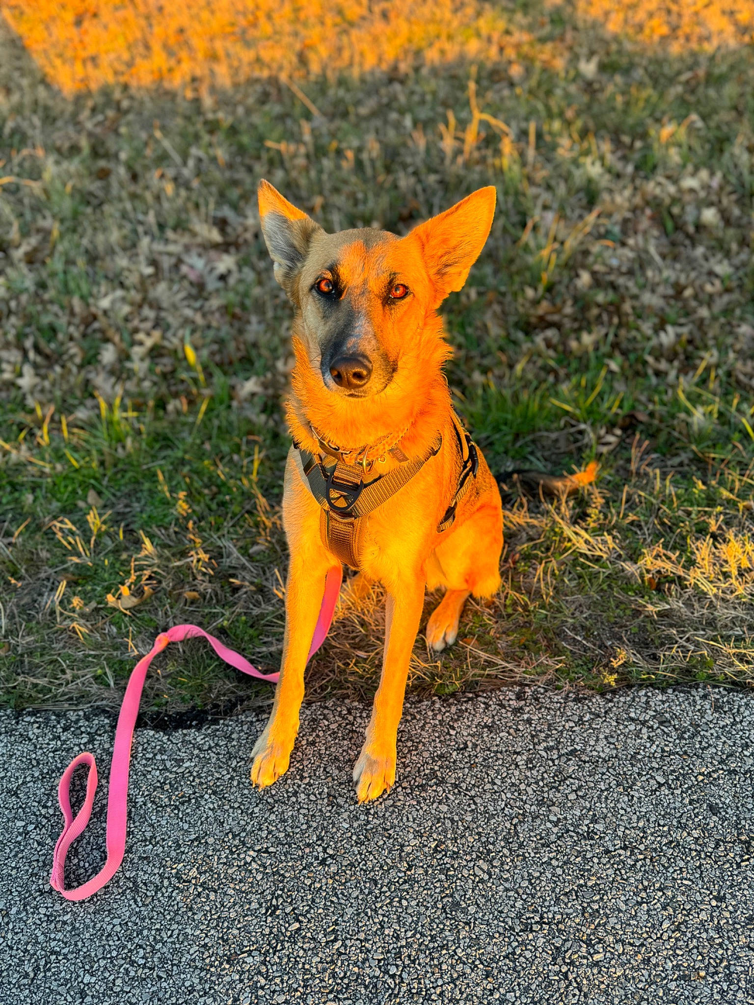 Tasha is registered to the contest to win money with this photo: asphalt, canidae, carnivore, chihuahua, collar, companion_dog, dog, dog_breed, dog_collar, dog_supply, fawn, grass, leash, plant, road_surface, snout, sporting_group, tail, terrestrial_animal, toy_dog