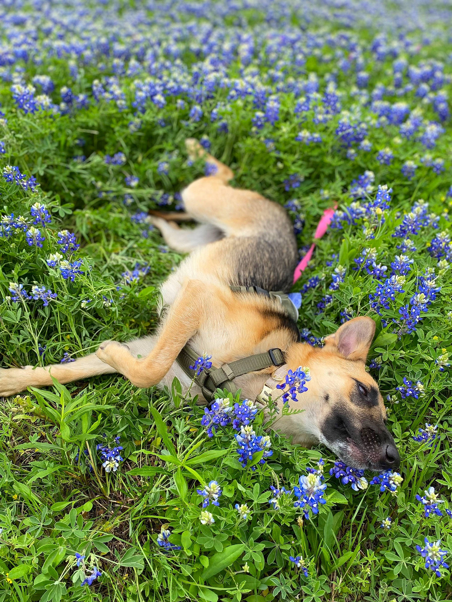 Tasha is registered to the contest to win money with this photo: blue, carnivore, dog, dog_breed, electric_blue, fawn, flower, flowering_plant, grass, grassland, groundcover, herbaceous_plant, meadow, people_in_nature, petal, plant, spring, texas_bluebonnet, wildflower, wildlife
