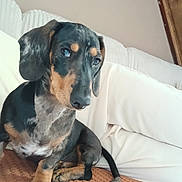 Zig-Zag participe au concours pour gagner de l'argent avec cette photo : dachshund, puppy, dog, pet, indoor, couch, white_cushion, brown, black, speckled, fur, ears, sitting, cute, animal, companion, relaxed, domestic, portrait, canine