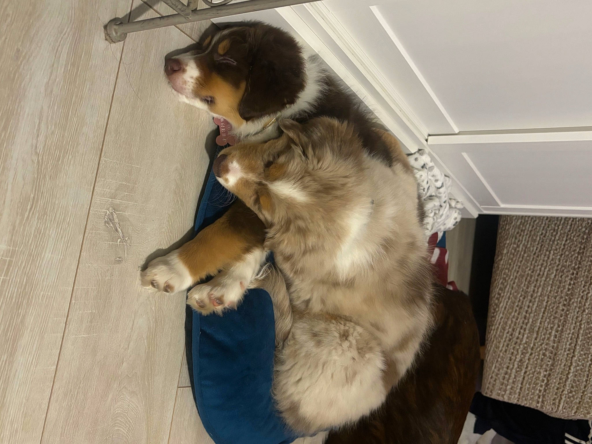 Yusko a rejoint le concours — aidez-le/la à gagner de superbes lots ! canidae, carnivore, collar, companion_dog, dog, dog_breed, fawn, felidae, flooring, fur, herding_dog, paw, pet_supply, small_to_medium_sized_cats, sporting_group, tail, whiskers, working_dog