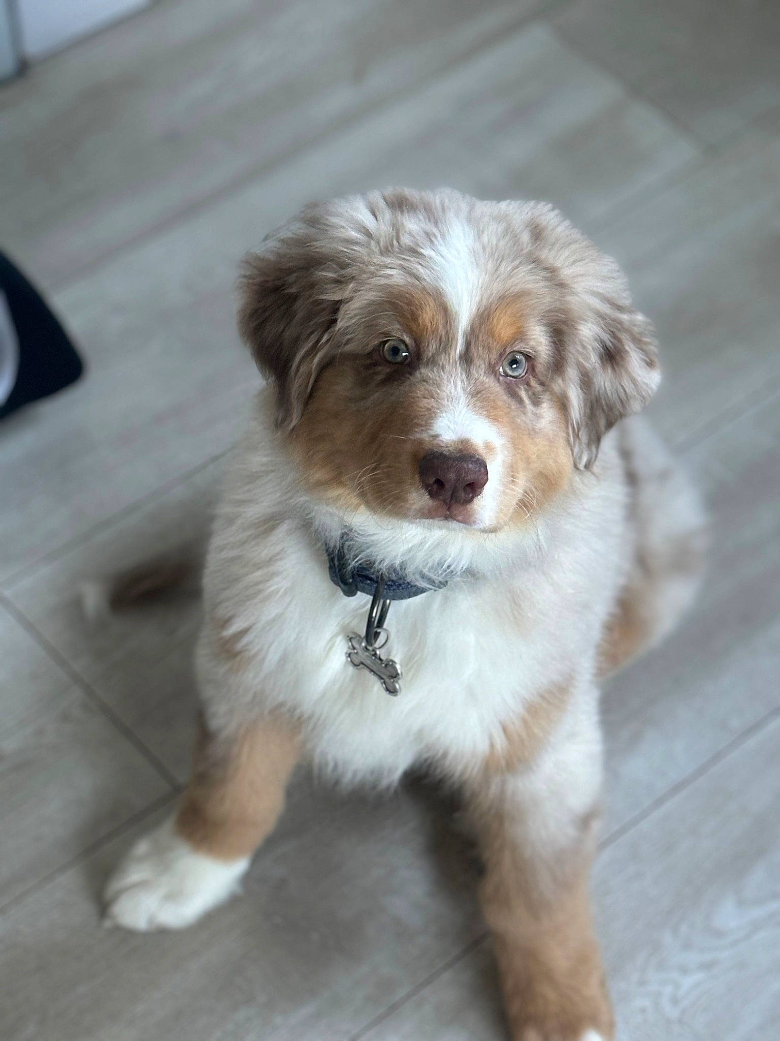 Yusko participe au concours pour gagner de l'argent avec cette photo : ancient_dog_breeds, canidae, carnivore, companion_dog, dog, dog_breed, fur, hardwood, liver, puppy, snout, sporting_group, terrestrial_animal, toy_dog, whiskers, working_animal, working_dog