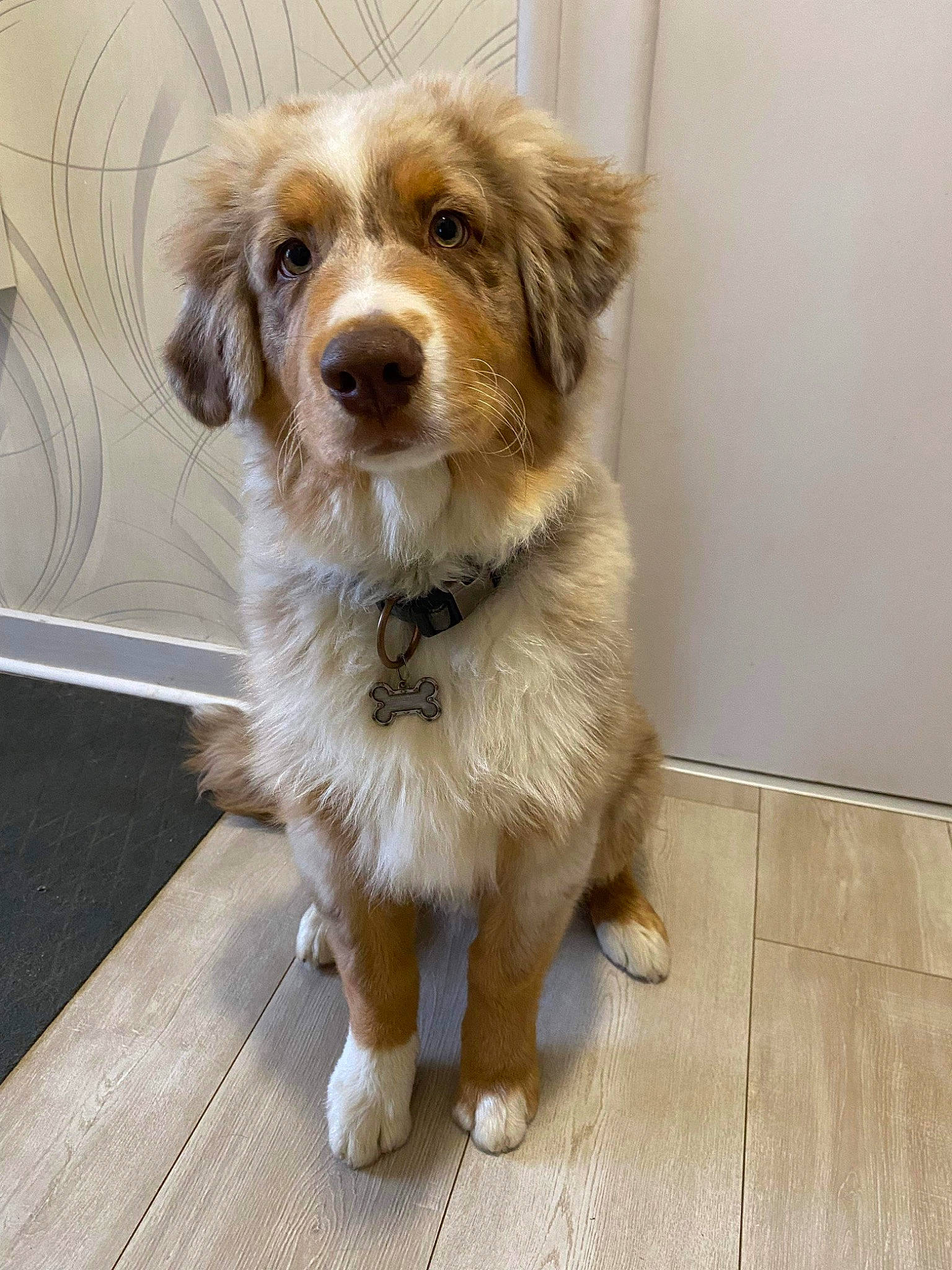 Yusko a rejoint le concours — aidez-le/la à gagner de superbes lots ! canidae, carnivore, companion_dog, dog, dog_breed, fawn, flooring, fur, hardwood, liver, plank, puppy, small_terrier, snout, sporting_group, terrier, toy_dog, whiskers, wood, working_animal