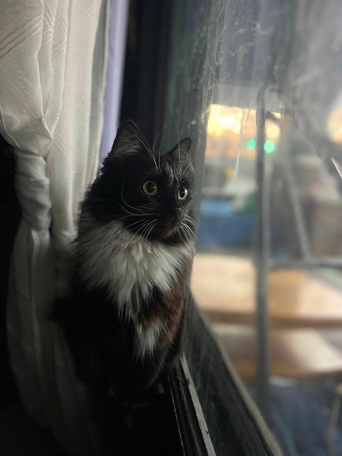 Rune joined the competition — help win amazing prizes! cat, black_and_white, fluffy, window, curtain, indoor, pet, animal, looking_out, reflection, soft_light, feline, whiskers, domestic_cat, closeup, side_view, portrait, cozy, blurred_background, sitting