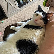 Boo is registered to the contest to win money with this photo: black_and_white, cabinet, carpet, cat, companion, cozy, curious, eye_contact, footwear, fur, furniture, indoor, leg, living_room, person, pet, plant, relaxing, sandal, whiskers