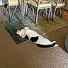 Boo is registered to the contest to win money with this photo: animal, black_and_white, carpet, cat, chairs, cozy, dining_table, domestic, feline, floor, home, indoor, living_room, metal_frame, pet, relaxed, resting, rug, stretching, sunlight