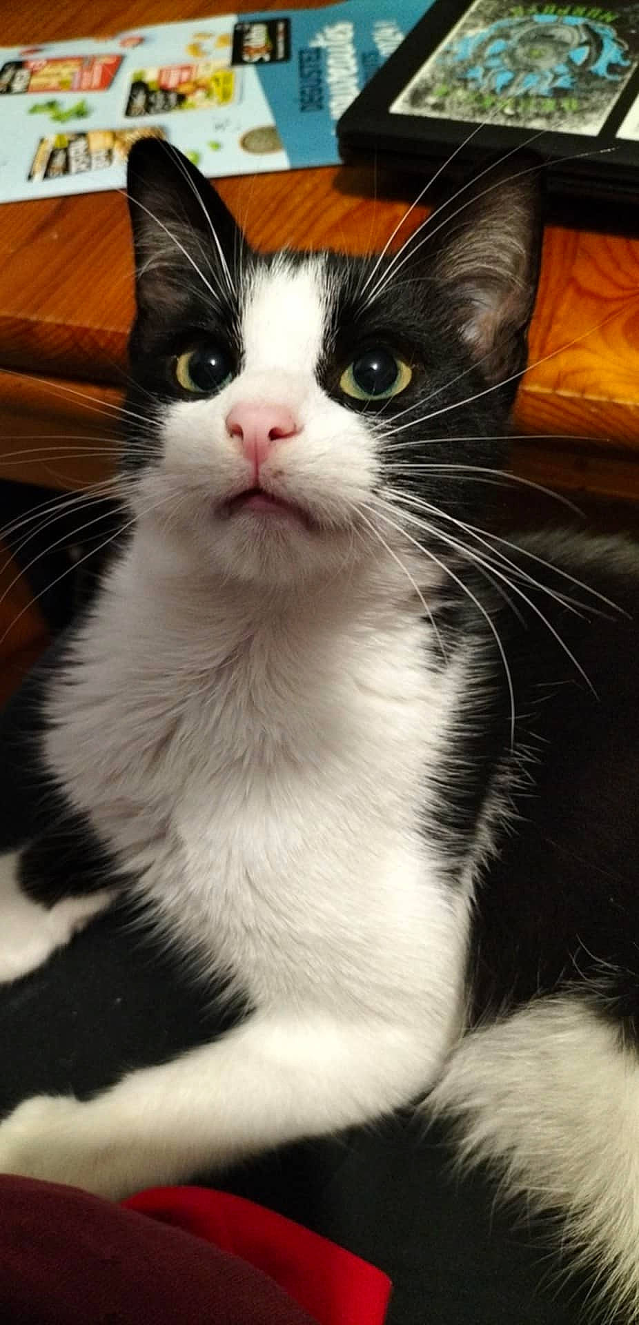 Kat a rejoint le concours — aidez-le/la à gagner de superbes lots ! animal, cat, computer, couch, cushion, electronics, face, furniture, head, homedecor, indoors, kitten, manx, person, pet, photography, plant, portrait, pottedplant, screen