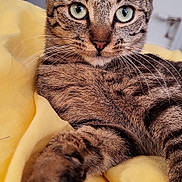 Chacha participe au concours pour gagner de l'argent avec cette photo : tabby_cat, cat, pet, animal, feline, whiskers, paw, fur, green_eyes, close_up, yellow_blanket, indoor, relaxed, cute, domestic_cat, portrait, laying_down, focus, soft_texture, cozy