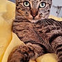 tabby_cat, cat, pet, animal, feline, whiskers, paw, fur, green_eyes, close_up, yellow_blanket, indoor, relaxed, cute, domestic_cat, portrait, laying_down, focus, soft_texture, cozy
