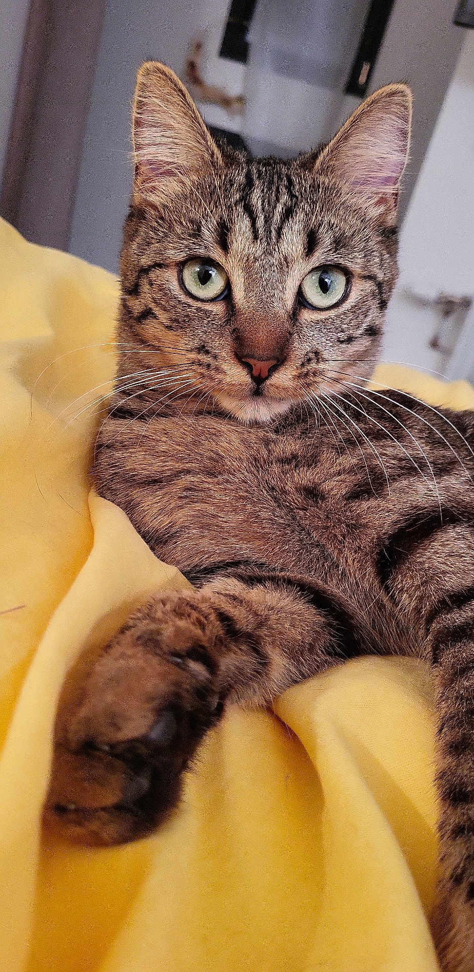 Chacha
