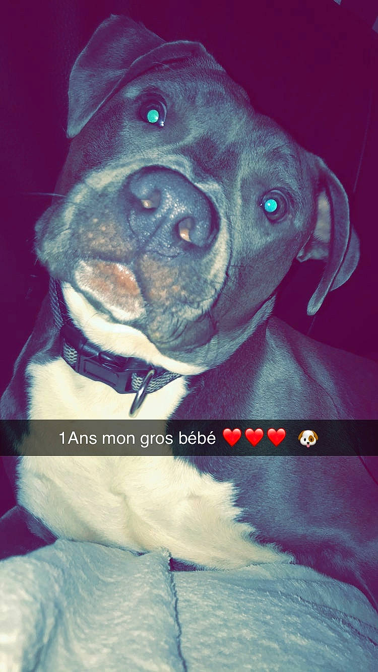 Oscar a rejoint le concours — aidez-le/la à gagner de superbes lots ! american_pit_bull_terrier, american_staffordshire_terrier, bandog, boxer, canidae, carnivore, dog, dog_breed, mammal, non_sporting_group, pit_bull, pointer, rare_breed_dog, rottweiler, snout, sporting_group, staffordshire_bull_terrier, vertebrate