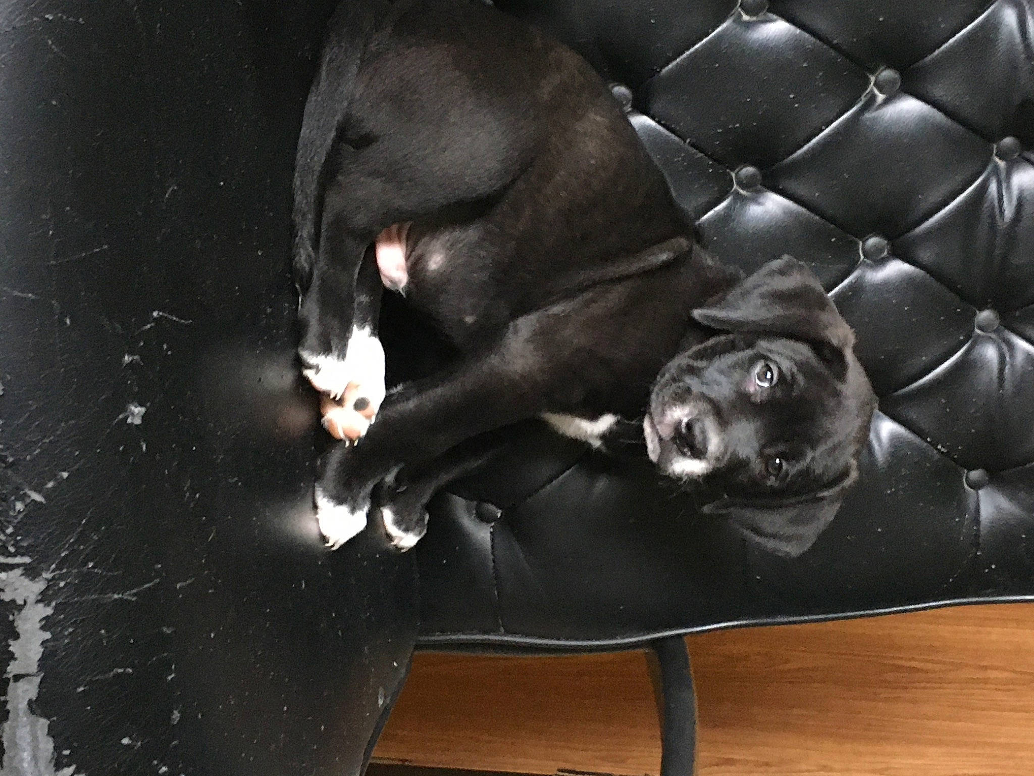 Chad joined the competition — help win amazing prizes! comfort, couch, darkness, felidae, flash_photography, fur, hardwood, leather, metal, monochrome, monochrome_photography, organism, personal_protective_equipment, room, sitting, snout, still_life_photography, suit, tail, whiskers