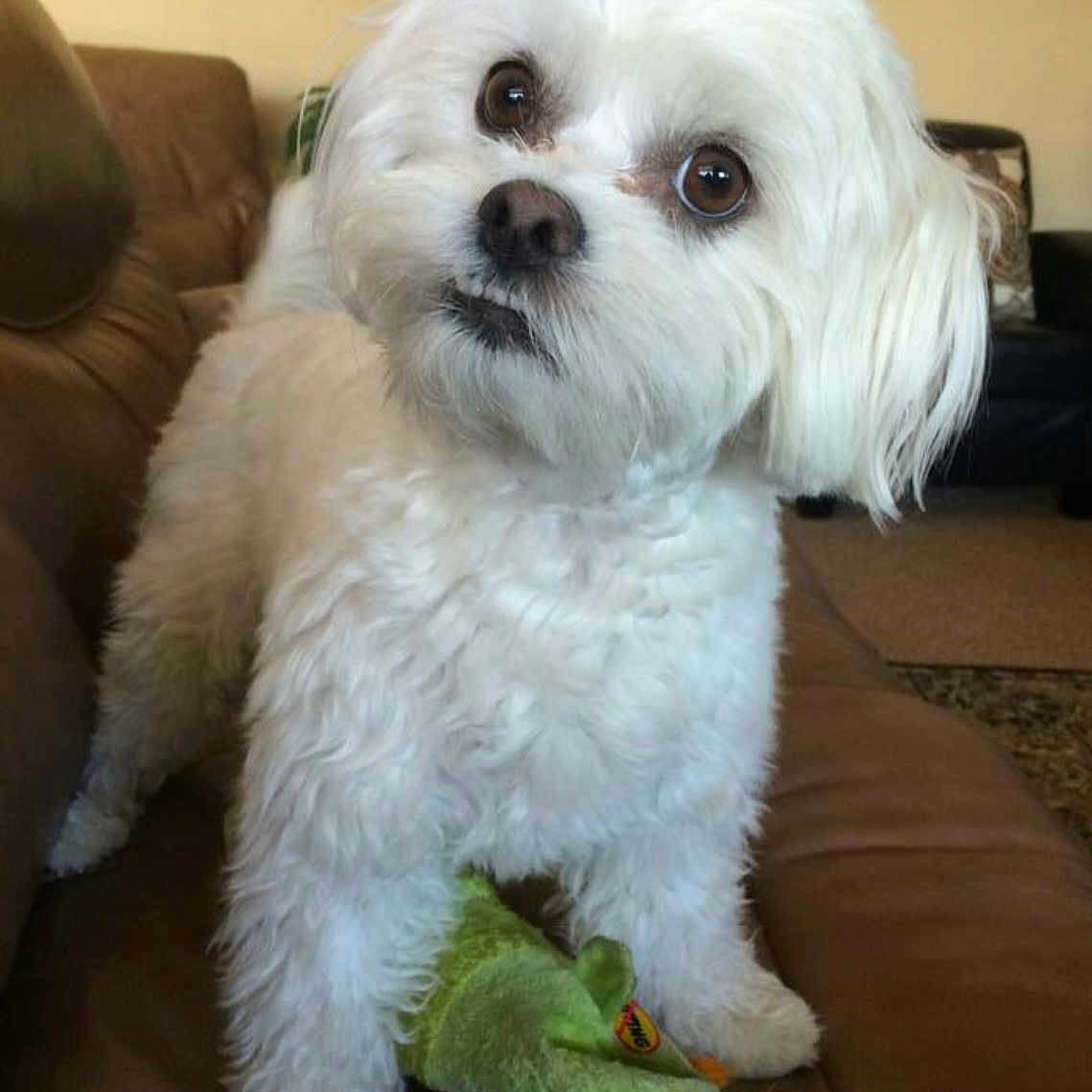 Penny is registered to the contest to win money with this photo: animal, architecture, ball, building, canine, couch, cushion, dog, eskimodog, furniture, homedecor, indoors, livingroom, pet, poodle, puppy, sport, tennis, tennisball, whitedog