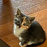 kitten, cat, pet, animal, young, fur, cute, looking_up, sitting, wooden_floor, indoor, small, whiskers, ears, adorable, feline, domestic_animal, curious, young_cat, calico