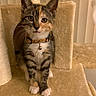 Poppy is registered to the contest to win money with this photo: cat, kitten, calico, pet, feline, collar, bell, whiskers, ears, paws, cat_tree, carpet, indoor, cute, small, animal, fur, mammal, sitting, curious