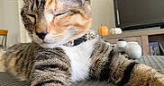 Poppy is registered to the contest to win money with this photo: cat, tabby, pet, feline, collar, stretching, closeup, indoor, home, relaxed, sleepy, whiskers, fur, paw, table, pumpkin, television, decor, cozy, resting