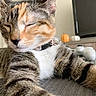cat, tabby, pet, feline, collar, stretching, closeup, indoor, home, relaxed, sleepy, whiskers, fur, paw, table, pumpkin, television, decor, cozy, resting