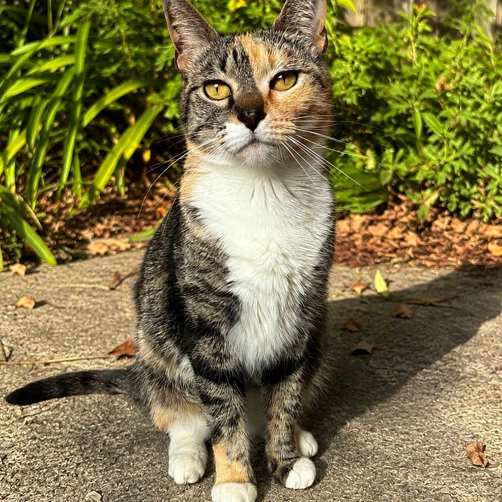 Poppy joined the competition — help win amazing prizes! cat, calico_cat, sitting, outdoor, sunlight, greenery, plants, concrete, fence, shadow, whiskers, animal, pet, fur, yellow_eyes, nature, daylight, curious, calm, closeup