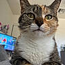 Poppy is registered to the contest to win money with this photo: cat, calico_cat, close_up, indoor, pet, animal, feline, whiskers, green_eyes, fur, face, nose, ears, domestic_cat, household, television, furniture, blurred_background, curious, portrait