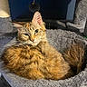 cat, orange_tabby, fluffy, pet, feline, cat_bed, gray, cozy, indoor, animal, whiskers, ears, tail, relaxed, looking_at_camera, cat_tree, soft_lighting, fur, portrait, domestic_cat