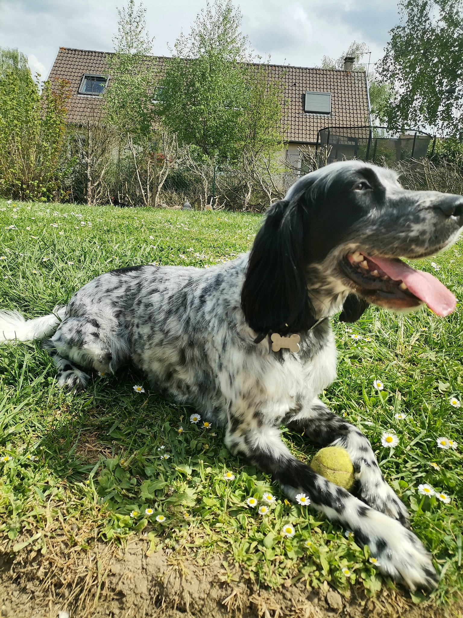 Nala participe au concours pour gagner de l'argent avec cette photo : canidae, carnivore, cloud, companion_dog, dog, dog_breed, grass, gun_dog, hunting_dog, pasture, plant, sky, snout, sporting_group, tail, terrestrial_animal, tree, window, working_animal, working_dog