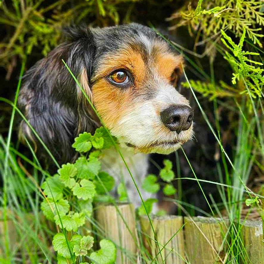 Marley a rejoint le concours — aidez-le/la à gagner de superbes lots ! animal, beagle, canine, dog, grass, green, herbal, herbs, hound, land, leaf, moss, nature, outdoors, pet, plant, puppy, rainforest, tree, vegetation