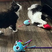 Holly joined the competition — help win amazing prizes! animal, black_and_white, blue_toy, cat, cute, domestic, feline, floor, fur, indoor, kitten, paws, pet, pet_toy, playful, playing, red_toy, toy, whiskers, wooden_floor