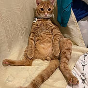 Tora is registered to the contest to win money with this photo: cat, orange_cat, ginger_cat, pet, animal, furry, sitting, lying_down, belly_up, relaxed, wide_eyes, whiskers, collar, indoors, chair, fabric, clothing, tail, paws, funny_pose