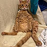 cat, orange_cat, ginger_cat, pet, animal, furry, sitting, lying_down, belly_up, relaxed, wide_eyes, whiskers, collar, indoors, chair, fabric, clothing, tail, paws, funny_pose