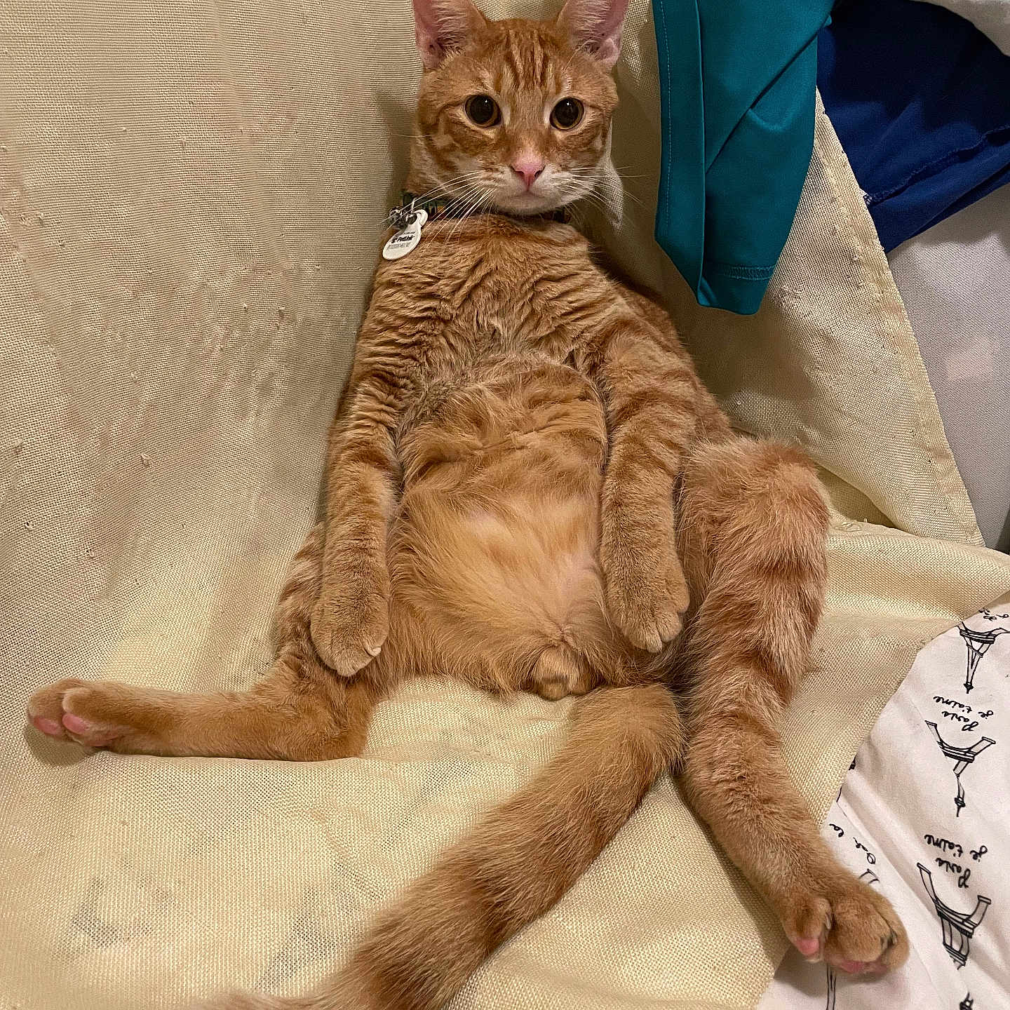 Tora is registered to the contest to win money with this photo: cat, orange_cat, ginger_cat, pet, animal, furry, sitting, lying_down, belly_up, relaxed, wide_eyes, whiskers, collar, indoors, chair, fabric, clothing, tail, paws, funny_pose