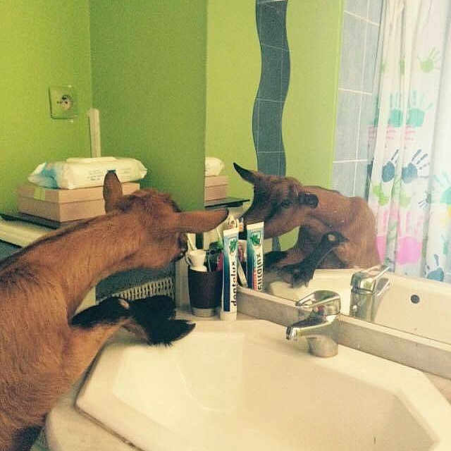 Biquette D'amourette