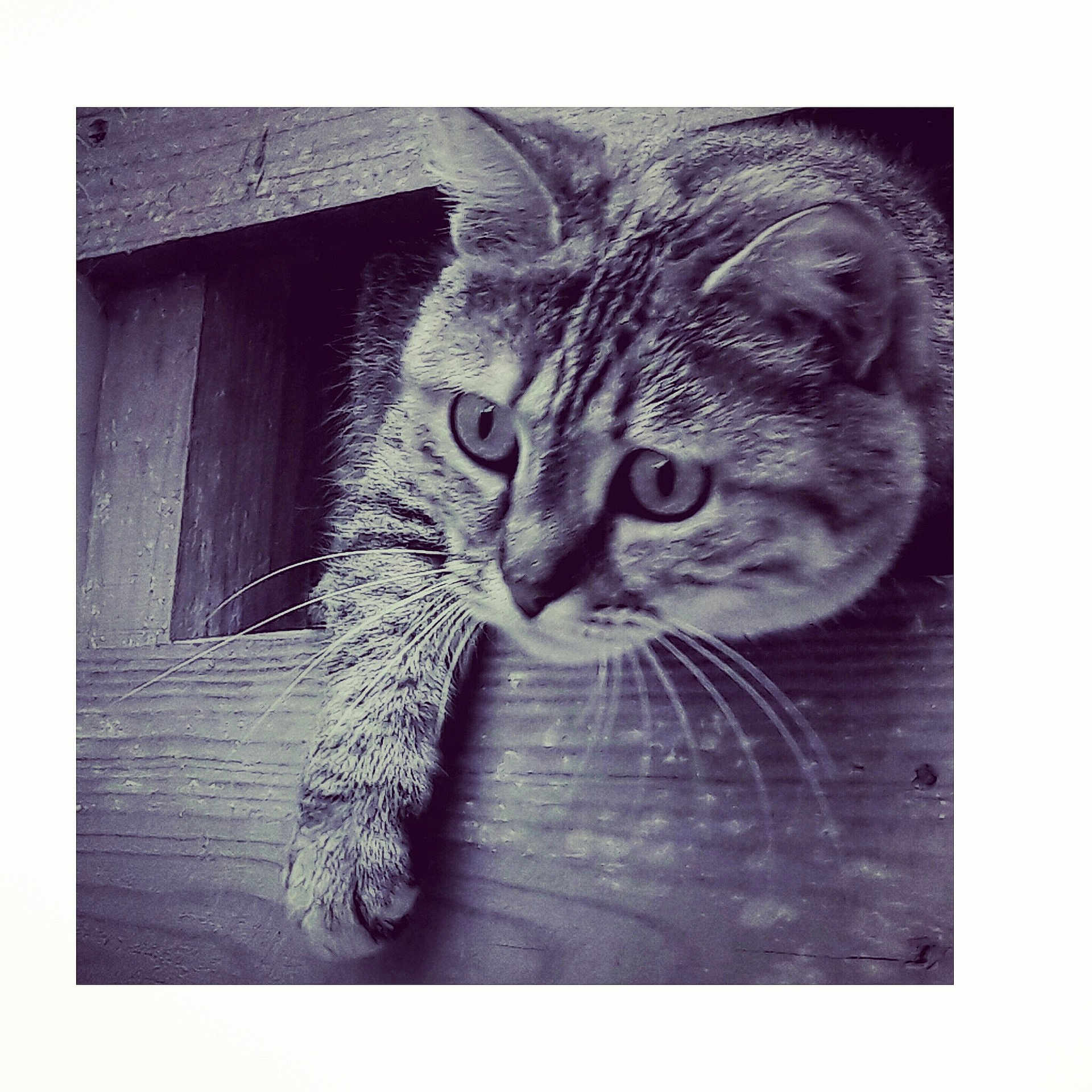 Nenette participe au concours pour gagner de l'argent avec cette photo : black_and_white, carnivoran, cat, cat_like_mammal, domestic_short_haired_cat, fauna, kitten, mammal, small_to_medium_sized_cats, snapshot, snout, stock_photography, tabby_cat, visual_arts, whiskers