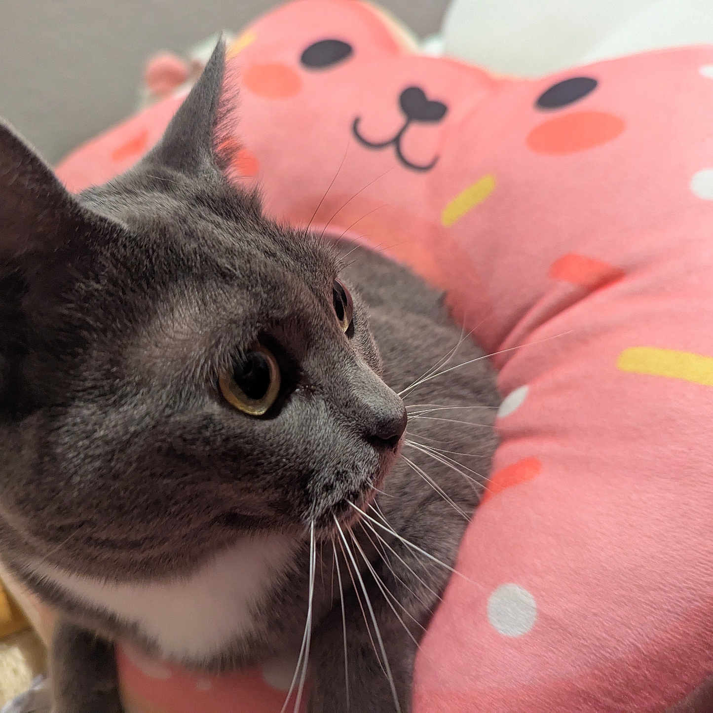 Maewa is registered to the contest to win money with this photo: animal, cat, closeup, comfortable, cozy, cute, cute_face, domestic_cat, donut_pillow, feline, fur, gray_cat, indoor, pet, pink_pillow, plush, resting, soft, whiskers, whiskers_visible