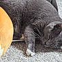 cat, gray_cat, sleeping, carpet, cardboard_box, plush_pillow, whiskers, paw, indoor, pet, resting, feline, cozy, soft_texture, animal, cute, domestic_cat, relaxed, home, nap