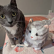 Maewa is registered to the contest to win money with this photo: cat, stuffed_animal, gray_cat, white_markings, bed, blanket, floral_pattern, plush_toy, indoor, pet, feline, curious, closeup, whiskers, ears, eyes, soft_toys, cozy, domestic, animal