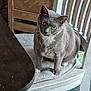 cat, gray_cat, white_cat, green_eyes, chair, wooden_chair, cushion, table, wooden_table, indoor, pet, feline, sitting, curious, looking_up, floor, furniture, domestic_animal, closeup, household