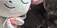 Maewa is registered to the contest to win money with this photo: cat, plush_toy, grey_cat, sleeping, cute, soft, cozy, stuffed_animal, indoor, close_up, nap, pet, fur, whiskers, pink, white, fabric, comfort, resting, animal