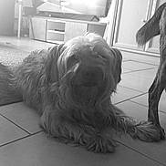 Bouboul a rejoint le concours — aidez-le/la à gagner de superbes lots ! dog, floor, living_room, tile, furniture, television, lamp, cabinet, pet, fur, indoors, animal, home, lying_down, tail, carpet, tripod, black_and_white, companion, relaxing