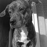 Rex participe au concours pour gagner de l'argent avec cette photo : dog, brindle, white_patch, pet, canine, standing, doorway, window, sunlight, shadow, animal, portrait, looking_away, ears, outdoor, furniture, home, closeup, black_and_white, expression